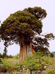 Juniperus occidentalis australis