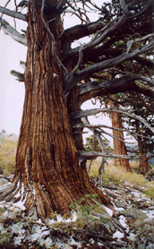 Juniperus occidentalis australis