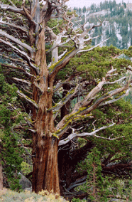 Juniperus occidentalis australis