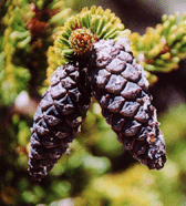 Pinus balfouriana austrina