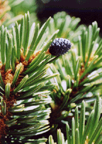Pinus balfouriana austrina