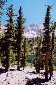 Pinus balfouriana austrina