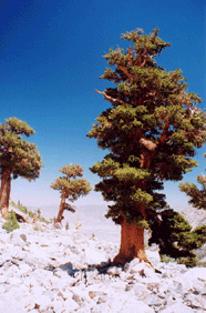 Pinus balfouriana austrina