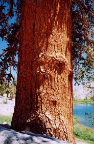 Pinus balfouriana austrina