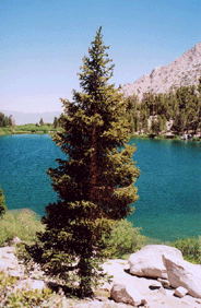 Pinus balfouriana austrina