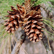 Pinus ponderosa benthamiana