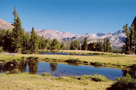 Pinus contorta murrayana