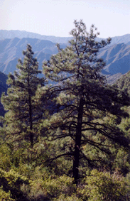 Pinus coulteri