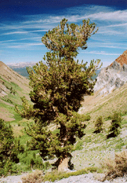 Pinus flexilis