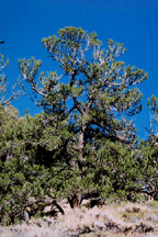 Pinus flexilis