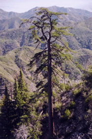 Pinus lambertiana