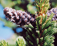 Pinus longaeva