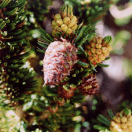 Pinus longaeva