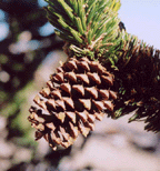 Pinus longaeva