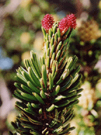 Pinus longaeva