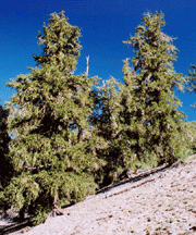 Pinus longaeva