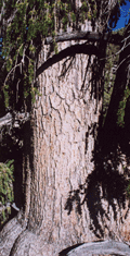 Pinus longaeva