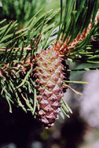 Pinus contorta murrayana