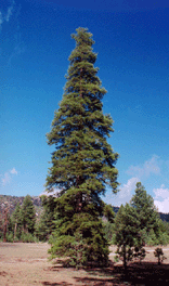 Pinus contorta murrayana