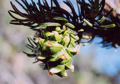 Pinus quadrifolia