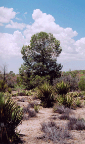 Pinus quadrifolia