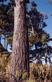 Pinus radiata