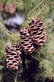 Pseudotsuga macrocarpa