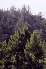 Pseudotsuga macrocarpa