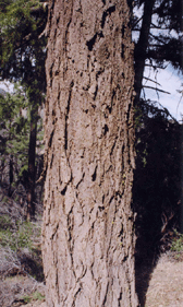Pseudotsuga macrocarpa