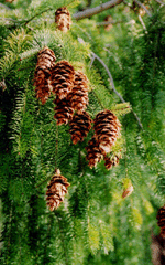 Pseudotsuga menziesii