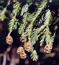 Sequoia sempervirens