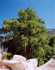 Torreya californica