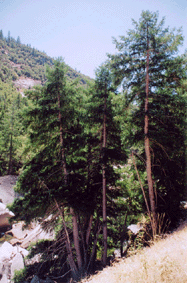 Torreya californica