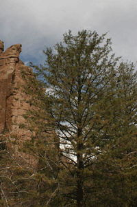 Cupressus arizonica