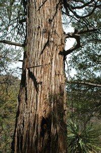 Cupressus arizonica