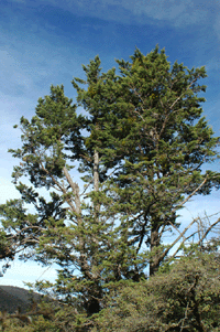 Cupressus arizonica