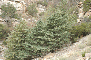 Cupressus arizonica