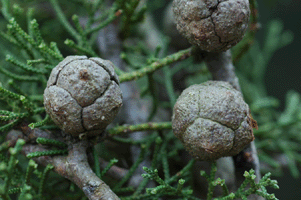 Cupressus arizonica