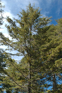 Cupressus lindleyi