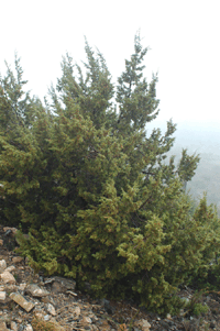 Cupressus arizonica