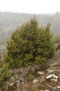 Juniperus angosturana