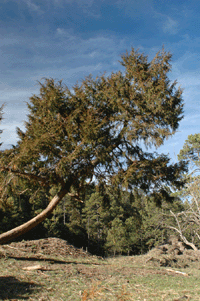 Juniperus blancoi