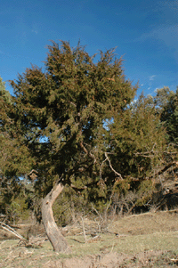 Juniperus blancoi