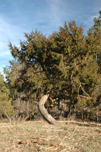 Juniperus blancoi