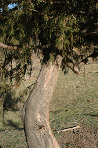 Juniperus blancoi