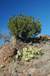 Juniperus coahuilensis