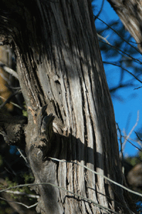 Juniperus coahuilensis