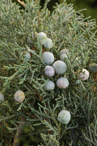 Juniperus deppeana pachyphlaea
