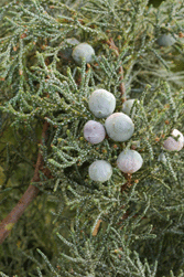 Juniperus deppeana pachyphlaea