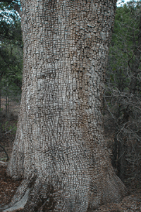 Juniperus deppeana pachyphlaea